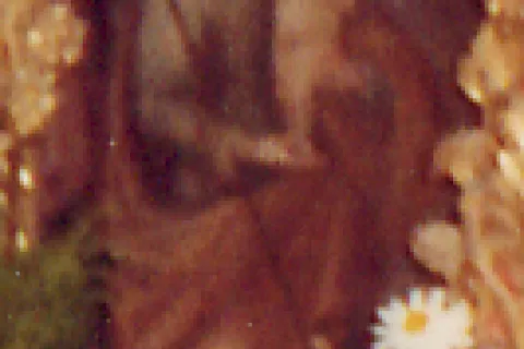 Lienzo de San José de Malva